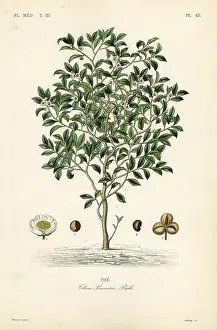 Debray: Tea tree or tea plant, Camellia sinensis