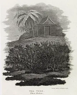 Thea: Tea Tree, Thea Bohea, China