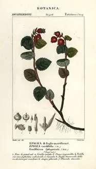 Corsi: Teaberry, Gaultheria domingensis