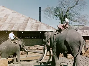 Teak: Teak mill - elephant - Moulmain