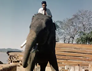 Teak: Teak mill - elephant - Moulmein