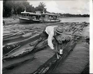 Teak: Teak Harvested in Thailand