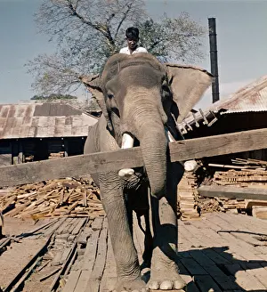 Teak: Teak mill - Moulmein