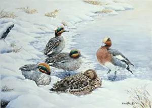 Teal: Teal and Drake Wigeon in Snow