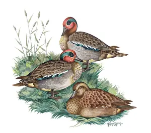 Teal: Teal ? two drakes and a duck