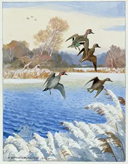 Teal: Teal Dropping In