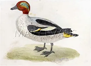 Crecca: TEAL DUCK