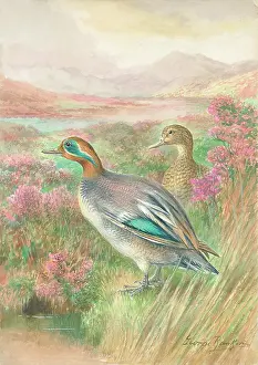 Teal: Teal Ducks