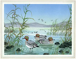 Teal: Teal on a lake
