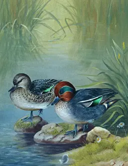 Teal: Teal' pair of ducks at waters edge