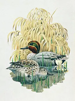 Teal: Teal in the Reed Grass