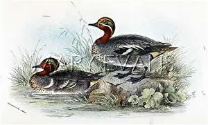 Crecca: TEAL (SHARPE)