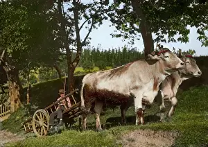 Joglland: Team of cattle