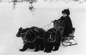 Pulled: A team of tame young bears, 1912