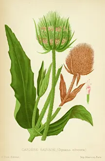 Teasel: Teasel