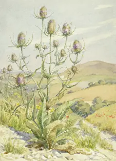 Teasel: Teasel (dipsacus fullonum) in a landscape