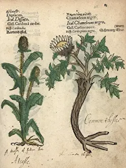 Teasel: Teasel, Dipsacus fullonum, and pale globe