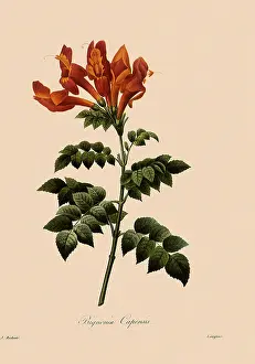 Capensis: Tecomaria capensis