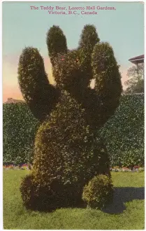 Topiary: Teddy Bear topiary, Loretto Hall Gardens, Victoria, Canada