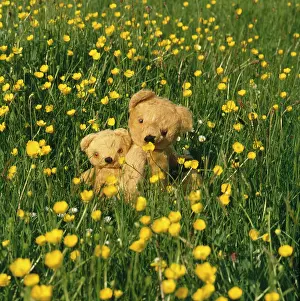 Buttercup: Teddy and Eddie in a Buttercup Field