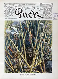 Sugarcane: Teddy's in the canebrake