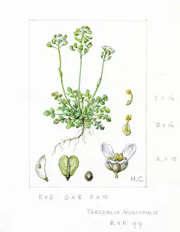 Filament: Teesdalia nudicaulis - shepherd's cress