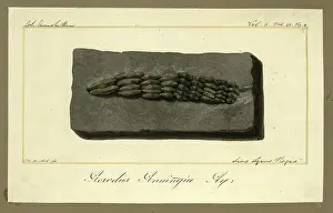 Dinkel: Teeth of Acrodus anningiae Agassiz
