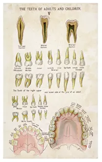Dentistry: Teeth of adults and children