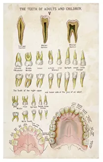 Dentistry: Teeth of adults and children