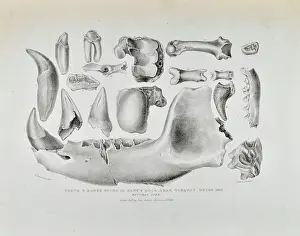 Morland: Teeth and bones from Kent's Cavern