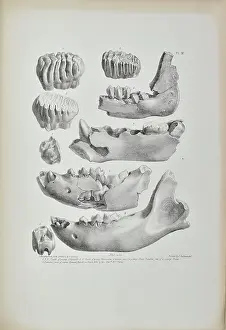 Alerted: Teeth and jaws from Kent's Cavern
