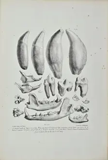 Weasel: Teeth and jaws from Kent's Cavern