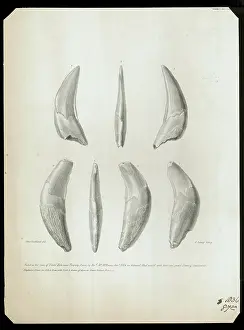 Scharf: Teeth from Kent's Cavern