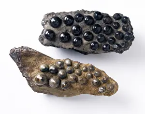 Semionotiformes: Teeth of Lepidotes