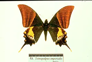 Imperialis: Teinopalpus imperialis, Kaiser-I-Hind