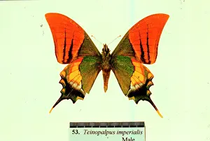 Imperialis: Teinopalpus imperialis, Kaiser-I-Hind