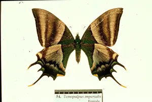 Imperialis: Teinopalpus imperialis, Kaiser-I-Hind