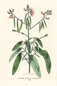 Semaphore: Telegraph plant, Codariocalyx motorius