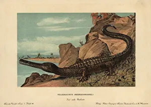 Tiere: Teleosaurus, extinct crocodilian carnivore