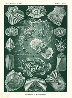 Seahorse: Teleostei or ray-finned fish