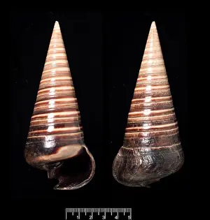 Symmetrical: Telescopium telescopium, telescope shell