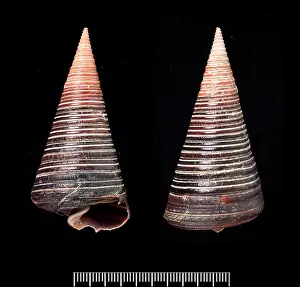 Symmetrical: Telescopium telescopium, telescope shell