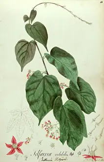 Volubilis: Telfairia volubilis