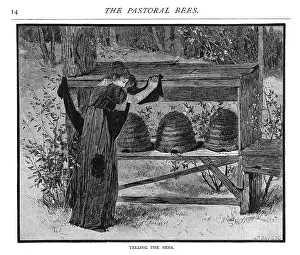 Hive: TELLING THE BEES