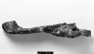 Transylvania: Telmatosaurus transylvanicus