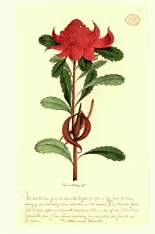 Proteales: Telopea speciosissima, waratah