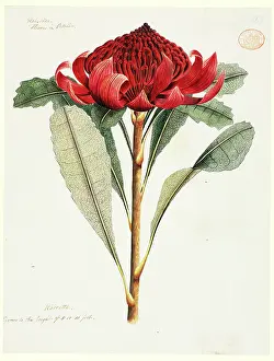 Watling: Telopea speciosissima, waratah