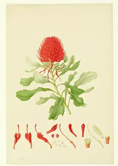Bauer: Telopea speciosissima, waratah
