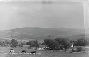 Cows: Telscombe and the Downs