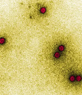 Virus: TEM of Rhinoviruses